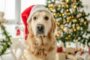 dog at christmas
