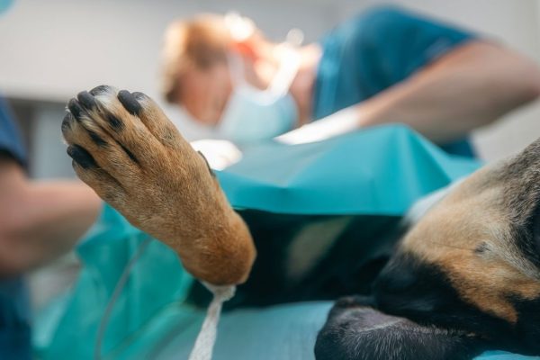 advanced surgery dog