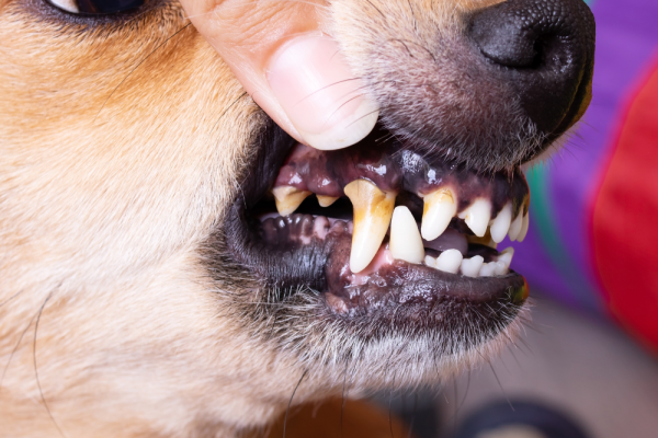 dog dental