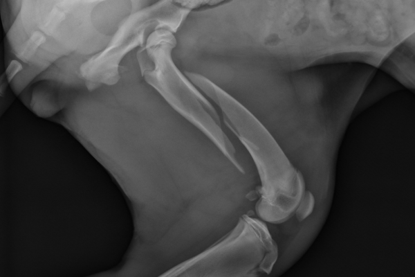 dog x ray
