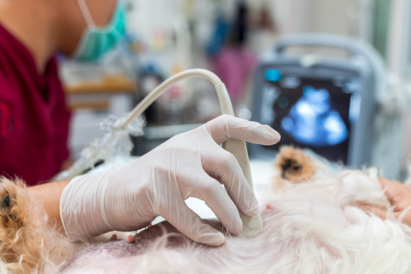 pet ultrasound