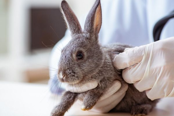 rabbit consult